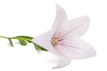 Naklejka na ściany i meble Pink flower of Platycodon grandiflorus or bellflowers, isolated on white background