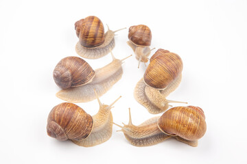 Helix pomatia. grape snail on a white background. mollusc and invertebrate. delicacy meat and gourmet food