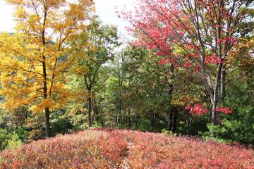 Naklejka premium Autumn Scenes in a Pennsylvania Valley
