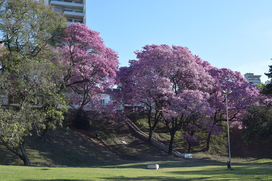 Lapachos