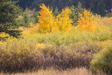 Fototapeta premium Landscape view of the fall colors in Grand Teton National Park (Wyoming).