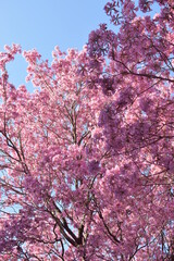 Fototapeta premium Lapachos