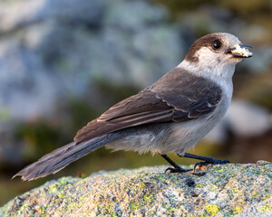 Gray Jay sitting on a rock up in the mountains.