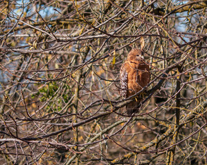 Red-shouldered hawk hidden along tree branches in winter