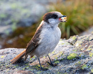 Gray Jay sitting on a rock up in the mountains.