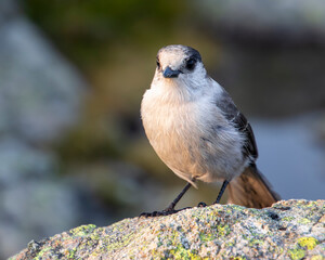 Gray Jay sitting on a rock up in the mountains.