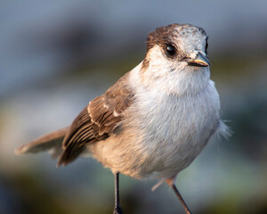 Gray Jay sitting on a rock up in the mountains.