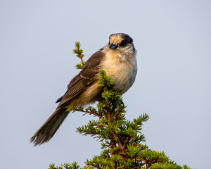 Gray Jay perched on a pine tree.