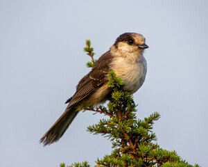 Gray Jay perched on a pine tree.