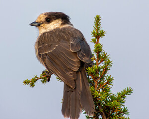 Gray Jay perched on a pine tree.