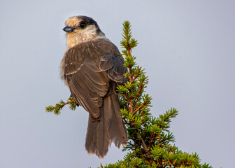 Gray Jay perched on a pine tree.