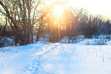 Sunset in the snowy forest 