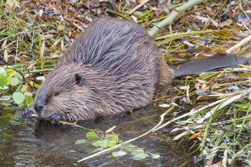 A wild beaver chewing on a stick in a pond in Grand Teton National Park (Wyoming).