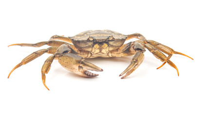 Sea ​​herbal arthropod crab on a white background