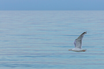 Möwe fliegt über das Meer mit Textfreiraum