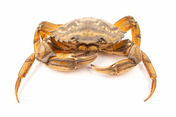 Sea ​​herbal arthropod crab on a white background