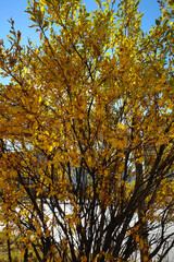 Golden leaves on the tree in the autumn park