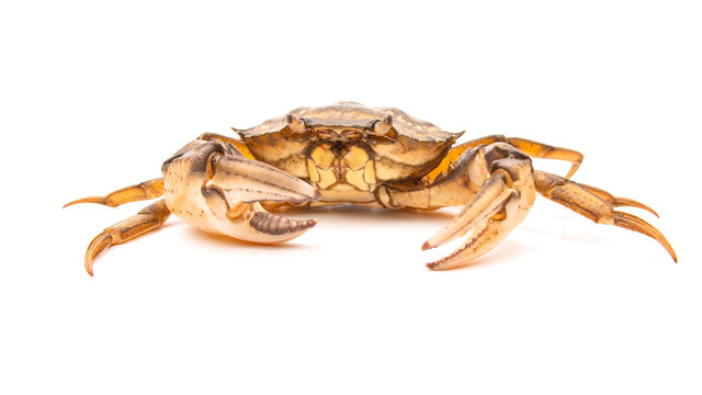 sea ​​crab on a white background