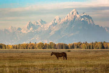 Horses grazing in a field in Elk Ranch just outside Grand Teton National Park (Wyoming).