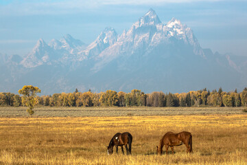 Horses grazing in a field in Elk Ranch just outside Grand Teton National Park (Wyoming).