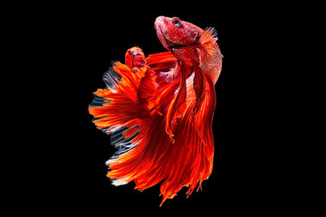 fish, black, red, betta, background, animal, aggressive, fighting, elegant, flame, color, colorful, exotic, isolated, aquatic, tropical, white, luxury, aquarium, 
siamese, beauty, beautiful, domestic,