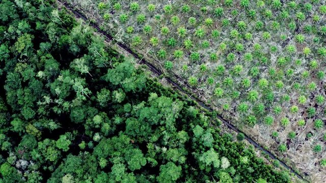 Aerial drone view directly above of a palm oil plantation in Borneo (Kalimantan) in Indonesia facing the remaining rain forest. Deforestation in Indonesia occur often.
