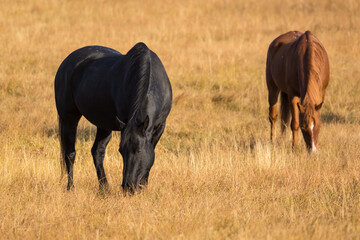 Horses grazing in a field in Elk Ranch just outside Grand Teton National Park (Wyoming).