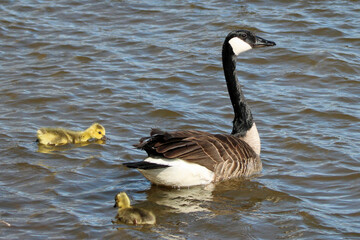 Canada Goose and gosling swimming