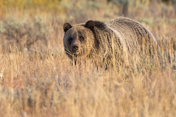 A wild sub-adult grizzly bear grazing in a field at sunset in Grand Teton National Park (Wyoming).