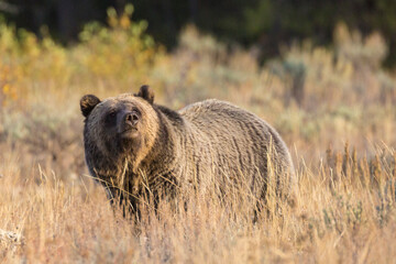 A wild sub-adult grizzly bear grazing in a field at sunset in Grand Teton National Park (Wyoming).