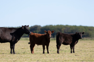 angus en el campo