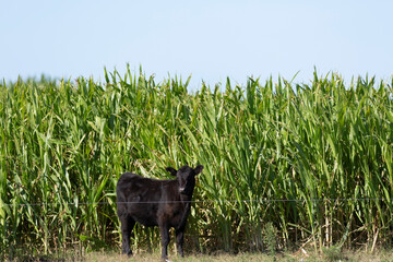 angus en el campo