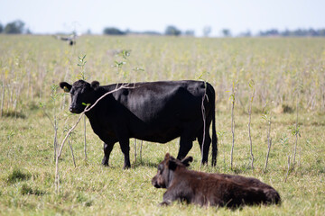 angus en el campo