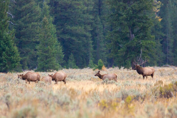A herd of elk with a bull elk in a field in Grand Teton National Park (Wyoming).