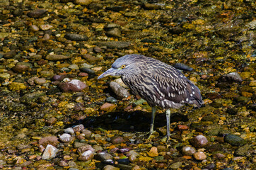 pájaro garza bruja, buscando comida