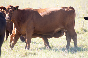 angus en el campo