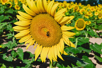 Sunflowers and Bees 