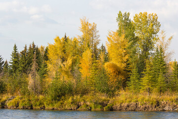 Landscape view of the fall colors in Grand Teton National Park (Wyoming).