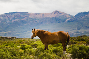 caballo salvaje en el monte