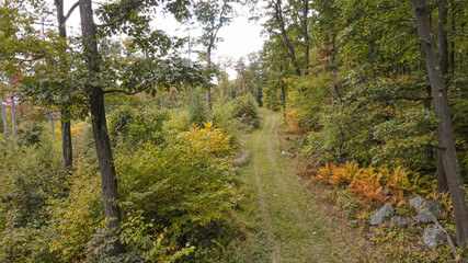 Fototapeta premium path in the woods - aerial