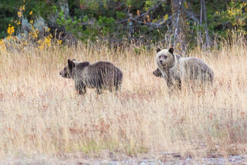 The famous Grizzly Bear 399 and her cubs grazing in a field amidst the fall colors in Grand Teton National Park (Wyoming).