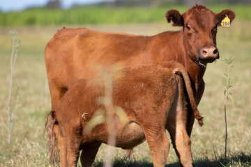 angus en el campo