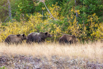 Grizzly Bear 610 and her two cubs grazing in a field amidst the fall colors in Grand Teton National Park (Wyoming)
