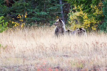 The famous Grizzly Bear 399 and her cubs grazing in a field amidst the fall colors in Grand Teton National Park (Wyoming). © Patrick