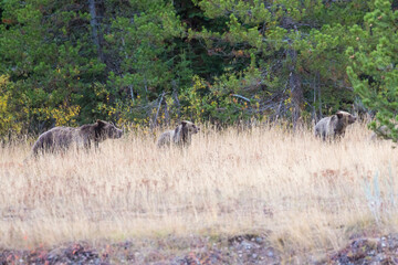 Grizzly Bear 610 and her two cubs grazing in a field amidst the fall colors in Grand Teton National Park (Wyoming)