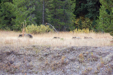 The famous Grizzly Bear 399 and her cubs grazing in a field amidst the fall colors in Grand Teton National Park (Wyoming).