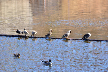 野生のカモが、水面に置かれた材木の上で休んでいる風景
