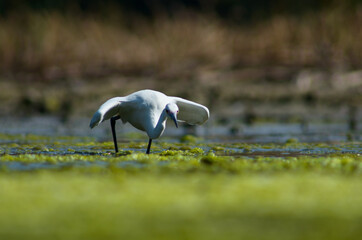 Little Egret ( Egretta Garzetta ) on water with nature backgroun