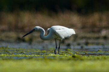 Little Egret ( Egretta Garzetta ) on water with nature backgroun