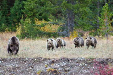 The famous Grizzly Bear 399 and her cubs grazing in a field amidst the fall colors in Grand Teton National Park (Wyoming). © Patrick
